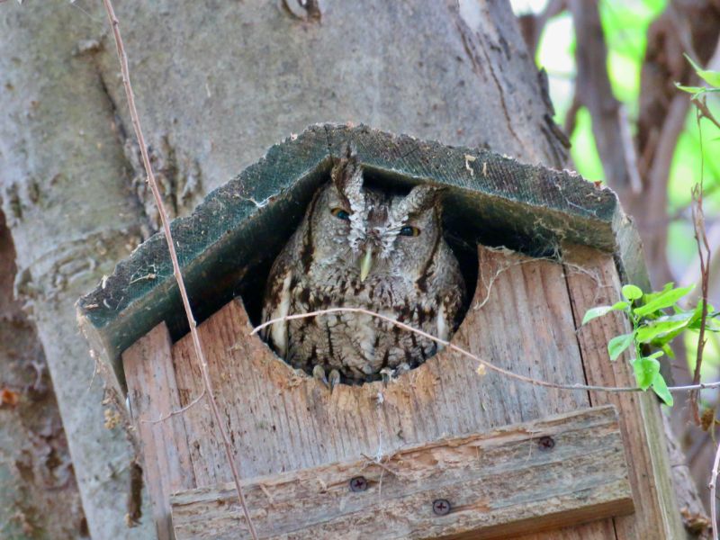 Eastern Screech-Owl